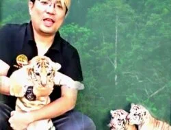 Perdagangan Anakan Harimau yang Viral Diduga Milik RBT Tersangka Kasus PT. Timah