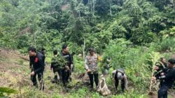 Polda Sumsel Bongkar Ladang Ganja 20 Hektar di Empat Lawang